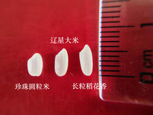 东北大米为什么这么好吃?